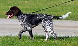 The body is white with black patches, flecked and/or ticked. Small Münsterländer - Wikipedia