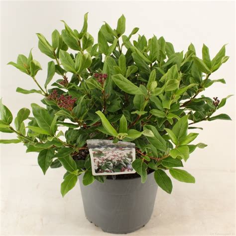 Viburnum Tinus Gwenllian — Plant Wholesale Floraccess
