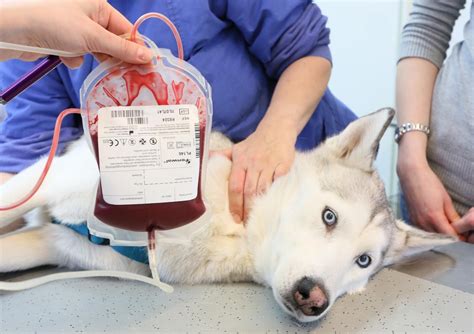 Transfusión De Sangre En Perros Y Gatos Mascotas Abc Color