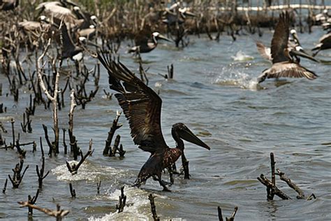 Bp Oil Spill How Gulfs Sensitive And Endangered Species Are Faring