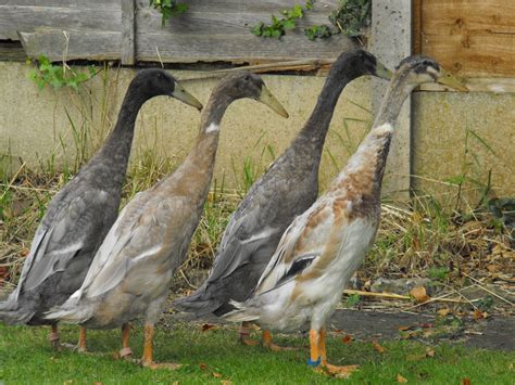 Maybe you would like to learn more about one of these? Indian Runners - Ducks & Drakes Help Please