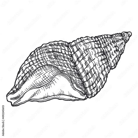 Sea Shell Outline Hand Drawn Sketch Marine Shell Doodle Illustration