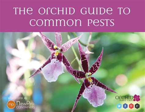 Orchid Pest Guide - Orchid Plant Care | Orchid plant care, Orchid pests, Orchids