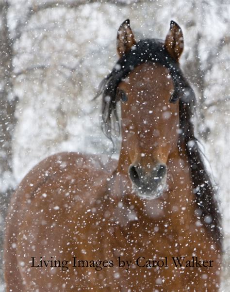 Horse Photography Photographing Horses In The Snow Part 1 Happy