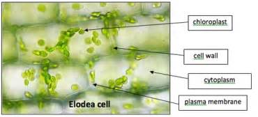 Elodea Cells Under A Microscope