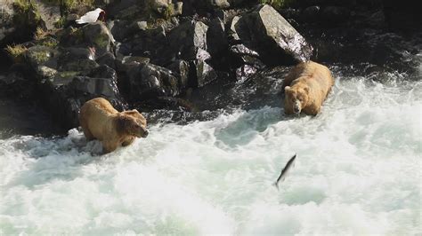 Kodiak Brown Bears Fishing For Salmon Video Sequence Shows Flickr