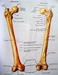 ¿Cuál es el hueso más largo del cuerpo humano?