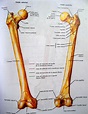 ¿Cuál es el hueso más largo del cuerpo humano? - POR QUÉ, CÓMO Y DÓNDE