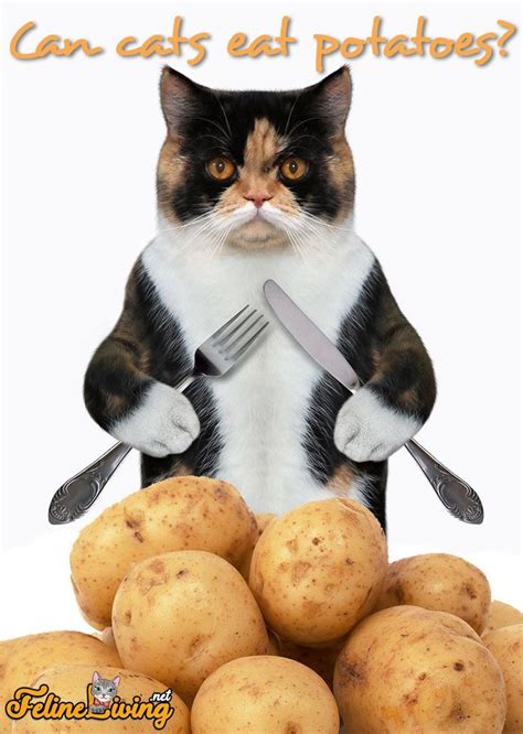 Cooked and diced carrots are safe for cats. FelineLiving.net | Can cats eat potatoes, What cats can ...