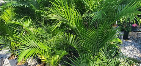 6 Majesty Palm Benefits That You Should Know Plants Craze