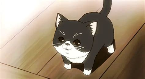 30 Best Anime Cats Felines Of All Time My Otaku World