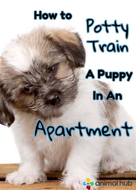 Dog training at petsmart includes classes for all levels and ages! How To Potty Train A Puppy In An Apartment | Animal Hub ...