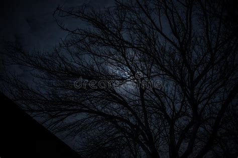 The Full Moon In Cloudy Sky Seen Through Branches Of Trees At Night