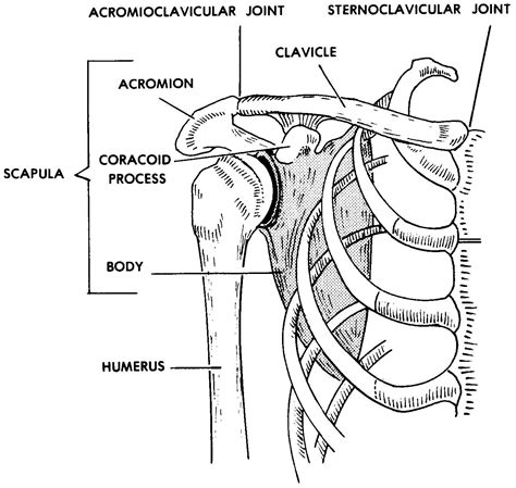 Anterior Scapula Diagram And Pectoral Girdle Human Anatomy Organs