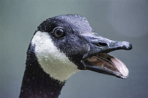 Canadian Goose Portrait Stock Photo Image Of Aspiration 45183484