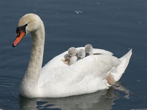 Álbumes 101 Imagen De Fondo De Qué Color Son Los Cisnes Lleno 112023