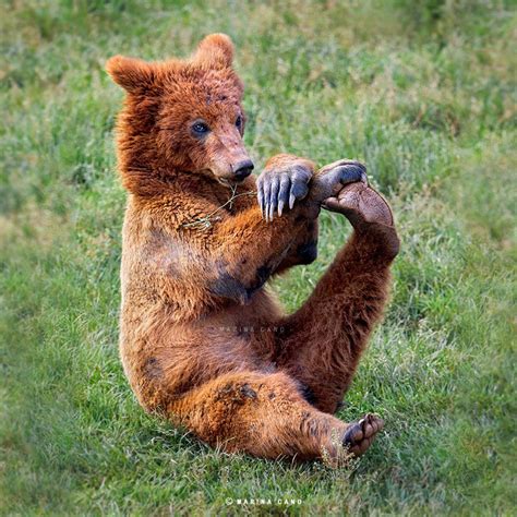 Hermosas Imagenes De Animales Salvajes En Su Habitat Narutal