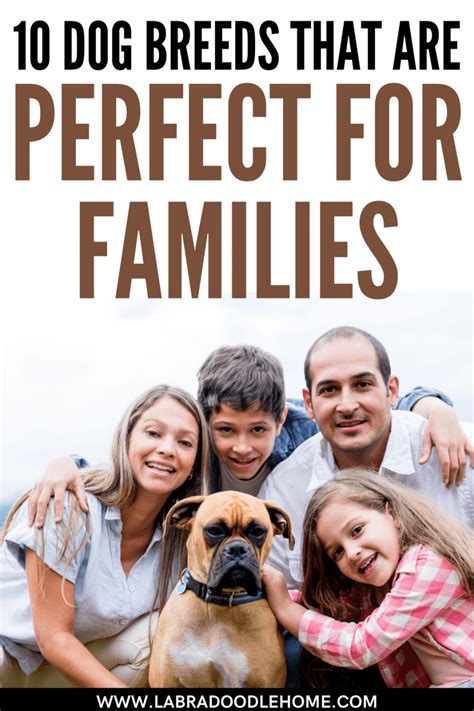 10 Dog Breeds That Are Perfect For Families