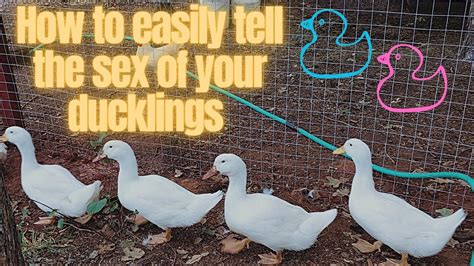 How To Tell The Sex Of Your Duckling S Farm Ducks Homestead Tutorial Chicken Youtube