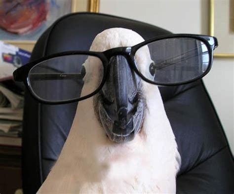 Nearsighted Too Funny Parrots Funny Birds Animals
