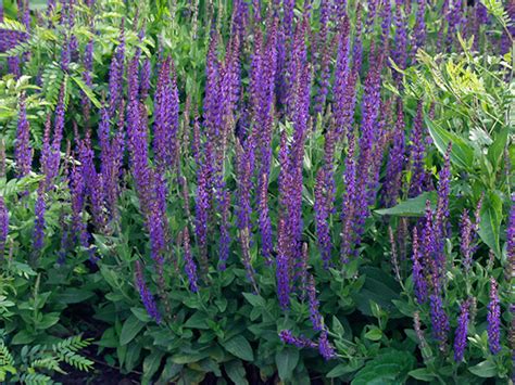 Planting tips for perennial flowers that bloom all summer. Snipping, Shaping And Shearing Perennials For All Summer ...