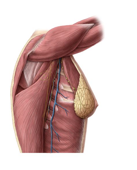 Lateral View Of Thorax With Muscles Anatomytool