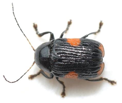 Beetle Bassareus Mammifer Bugguidenet