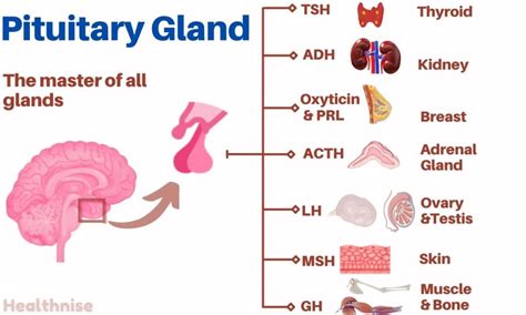 Pituitary Gland — Hormones Functions And Disorders