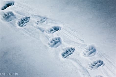 Polar Bear Tracks Left On The Sea Ice From A Polar Bear Th Flickr