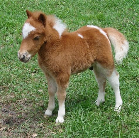 Newborn Miniature Horse