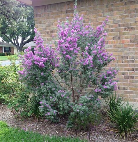 Best Flowering Shrubs For North Texas Flowering Trees In Texas An