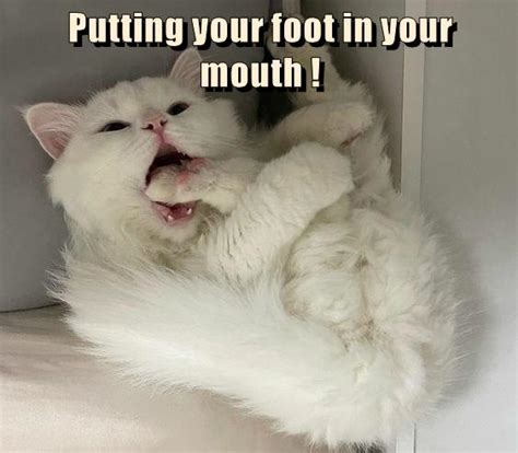 Putting Your Foot In Your Mouth Lolcats Lol Cat Memes Funny Cats Funny Cat Pictures