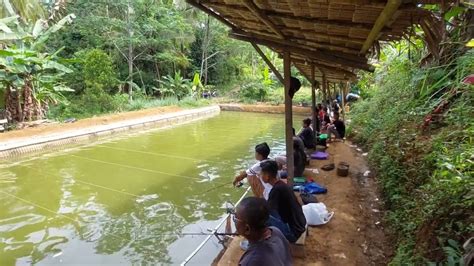 Keseruan Mancing Ikan Mas Di Kolam Pemancingan Youtube