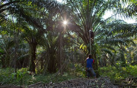 Department of wildlife & national parks peninsular malaysia. US Bans Palm Oil Imports From Malaysia's FGV Berhad ...