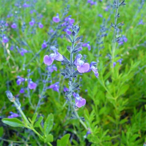 Salvia Coahuilensis Sauge De Coahuila Plantes Shopping