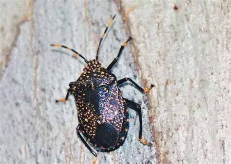 We did not find results for: Yellow-dotted Gum Tree shield Bug - Notius consputus
