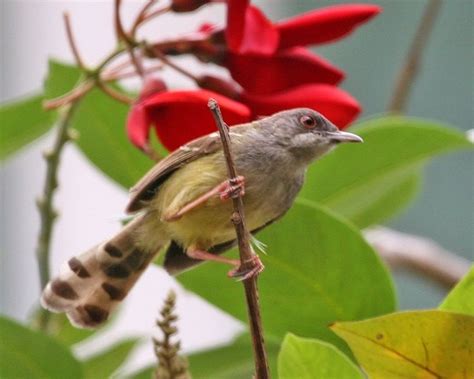 Ciri ciri ciblek kristal ciblek kapas dan ciblek semi. Cara Melihat Ciri Burung Ciblek Kristal - Bar-winged Prinia