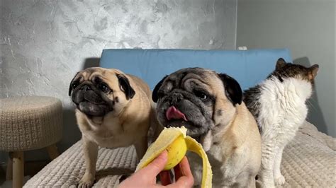 Two Pugs Eating A Banana Youtube
