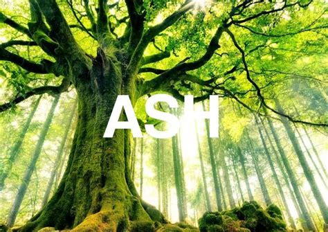 How Many Years Does An Ash Tree Live