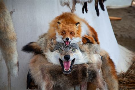 Fox Vs Wolf Naturenibble
