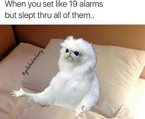 15 Hysterical Persian Cat Room Guardian Memes That Will Speak To Anyone