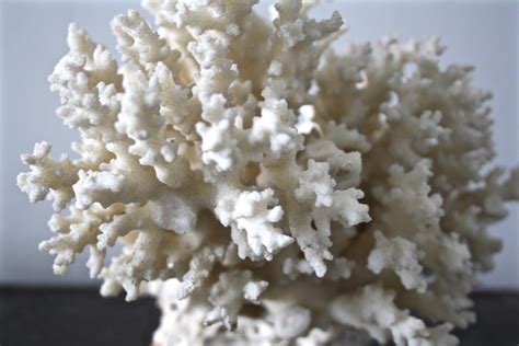 White Coral In Decorative