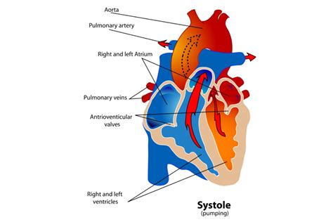 Ventricular Systole