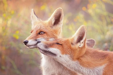 Fox Love Series Unconditionally Photograph By Roeselien Raimond
