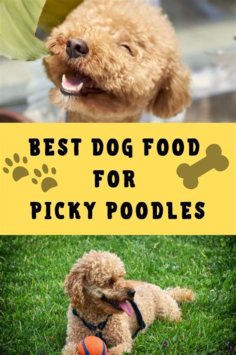 Take a look at our ultimate dog food review guide below. Best Dog Food For Picky Poodles - 2021 Tested And Tried
