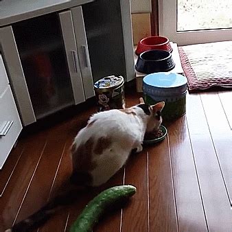 Why Are Cats Afraid Of Cucumbers Find Out The Shocking Reason Here