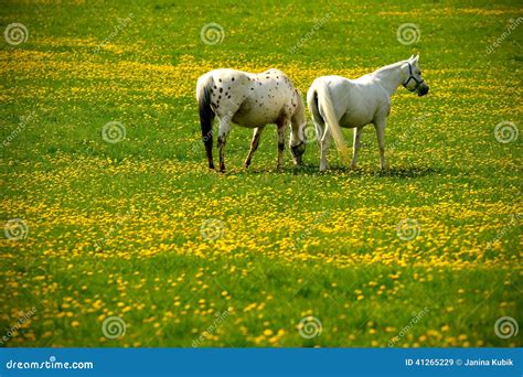 Two Grey Horses On Flower Meadow Stock Image Image Of Flower Meadow