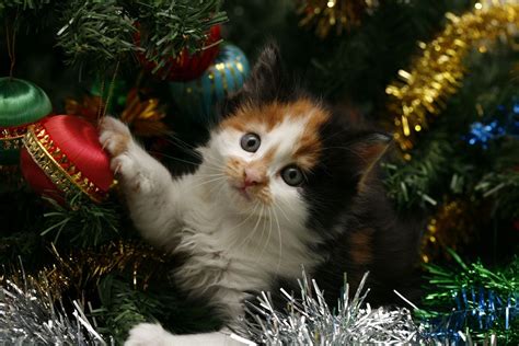 Christmas Cat Wallpapers Wallpaper Cave