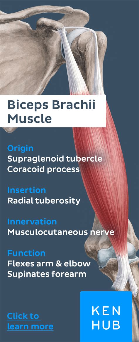 Biceps Brachii Muscle Biceps Brachii Muscle Muscle Anatomy Biceps