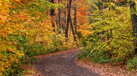 Download Wallpaper 1600x900 Road Forest Autumn Foliage Bright